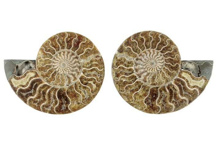 Cut & Polished, Agatized Ammonite Fossil - Madagascar #241013